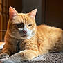 Butters is registered to the contest to win money with this photo: animal, carpet, cat, closeup, collar, cute, domestic_cat, ears, feline, indoor, orange_cat, paw, pet, portrait, relaxed, resting, sunlight, tag, whiskers, white_fur