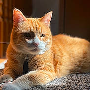 Butters is registered to the contest to win money with this photo: animal, carpet, cat, close_up, collar, cute, domestic, ears, feline, fur, indoor, orange_tabby, paws, pet, portrait, relaxing, resting, sunlight, tag, whiskers