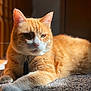 animal, carpet, cat, close_up, collar, cute, domestic, ears, feline, fur, indoor, orange_tabby, paws, pet, portrait, relaxing, resting, sunlight, tag, whiskers