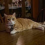 Butters is registered to the contest to win money with this photo: accessories, animal, architecture, building, cat, chair, diningroom, diningtable, furniture, hardwood, indoors, interiordesign, kitten, manx, pet, plywood, room, stainedwood, table, wood