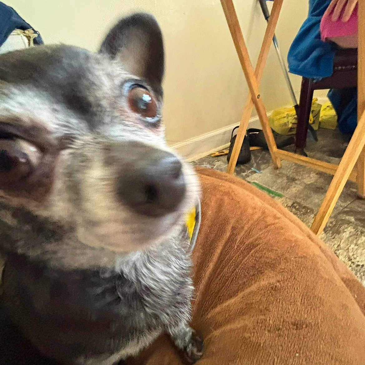 Penny joined the competition — help win amazing prizes! animal, blurred, brown_cushion, casual_setting, chair, close_up, companion, cozy, curious_expression, dog, domestic, floor, furry, household_items, indoor, large_eyes, person_partially_visible, pet, small_dog, wooden_table