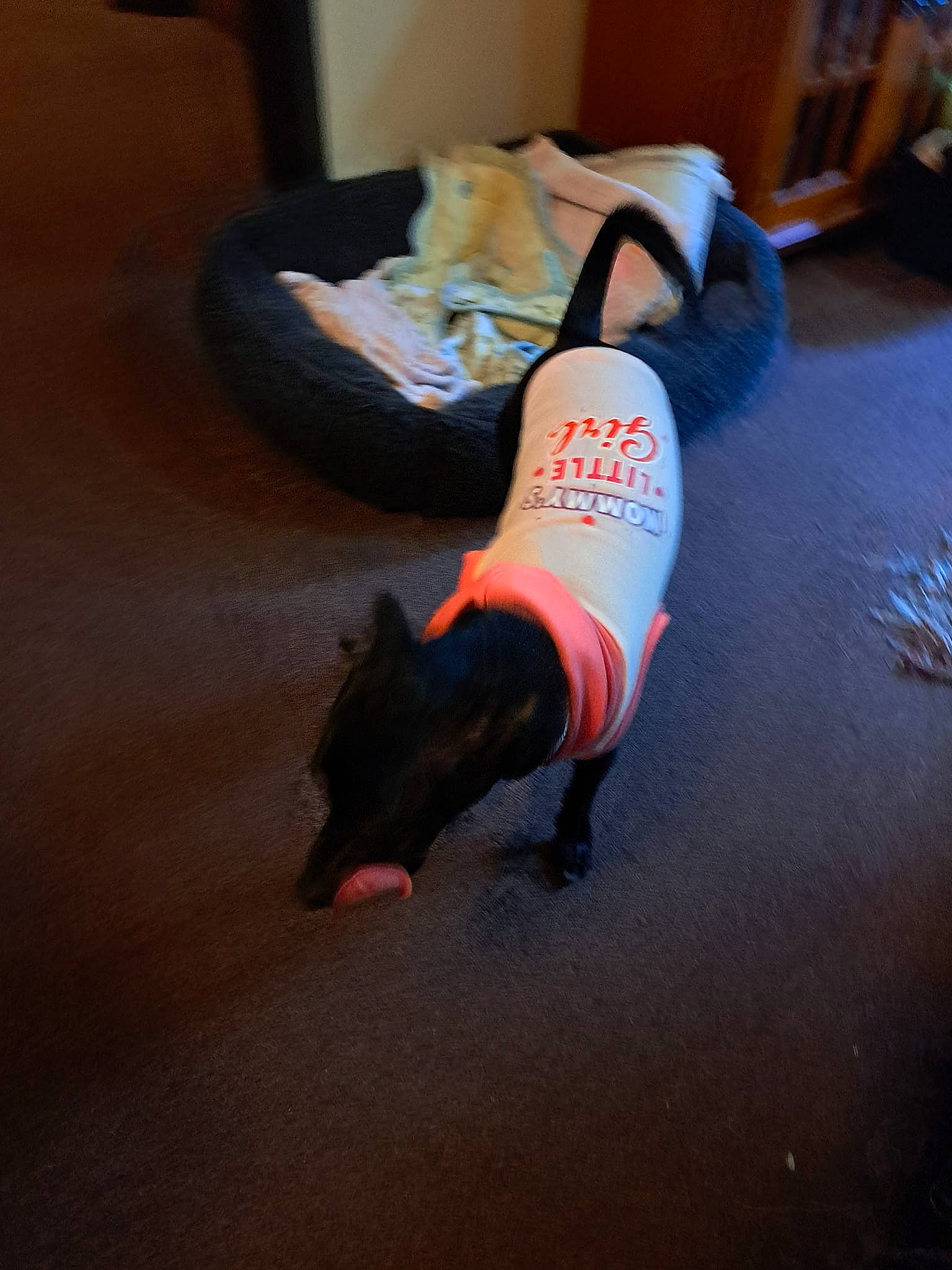 Jinxi joined the competition — help win amazing prizes! barefoot, carmine, comfort, companion_dog, dog_breed, entertainment, event, flooring, foot, hardwood, human_leg, knee, linens, sock, sporting_group, sportswear, tail, thigh, wood, wood_flooring