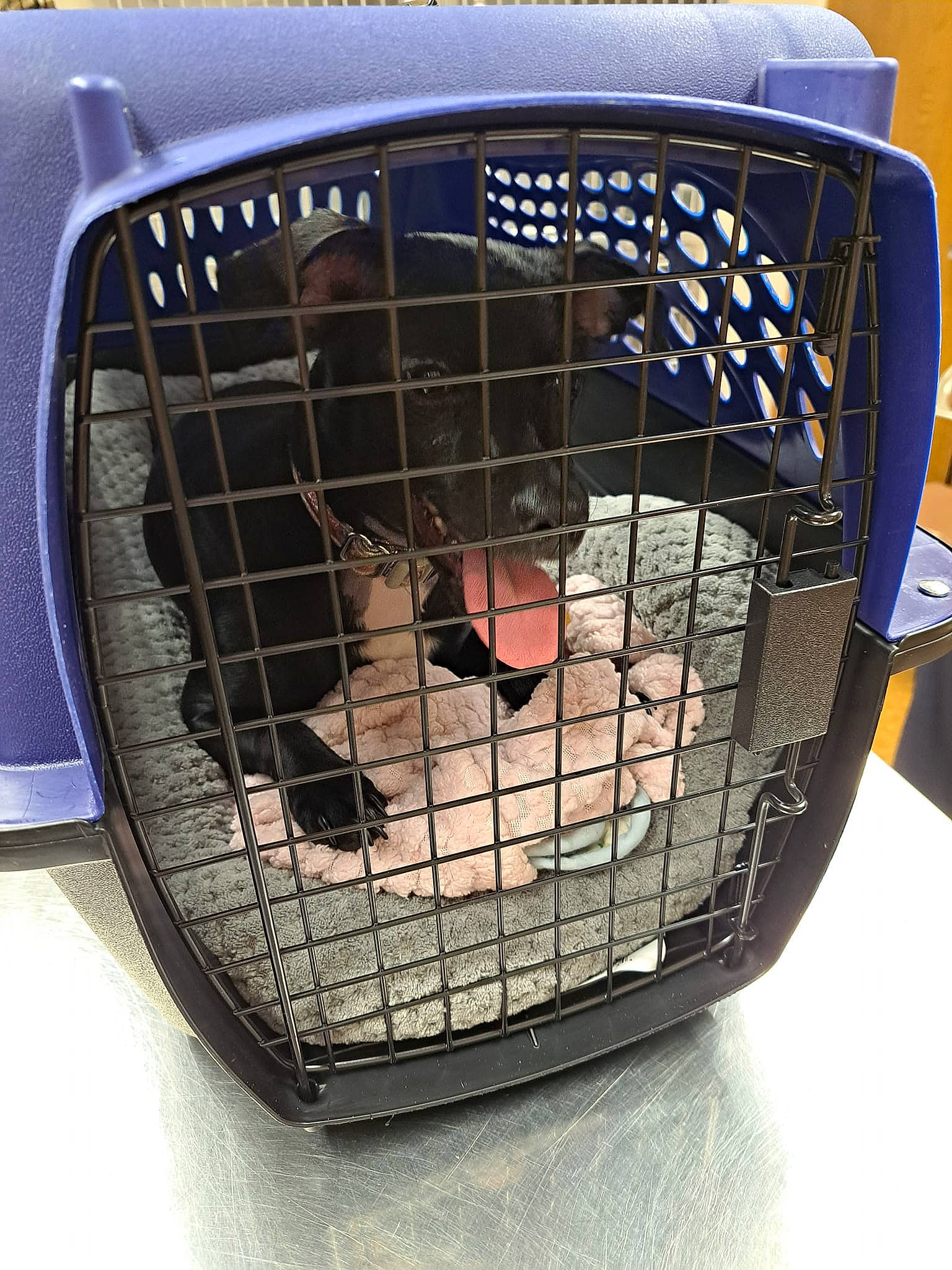 Jinxi joined the competition — help win amazing prizes! auto_part, automotive_exterior, automotive_lighting, carnivore, companion_dog, dog, dog_breed, dog_crate, dog_supply, electric_blue, gas, grille, kennel, mesh, metal, pattern, pet_supply, snout, sporting_group, terrestrial_animal