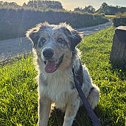 Aiko a rejoint le concours — aidez-le/la à gagner de superbes lots ! dog, puppy, shaggy_fur, floppy_ears, open_mouth, tongue, sitting, leash, grass, meadow, countryside, outdoors, sunlight, sunset, blue_sky, hedges, road, nature, portrait, happy