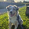 dog, puppy, shaggy_fur, floppy_ears, open_mouth, tongue, sitting, leash, grass, meadow, countryside, outdoors, sunlight, sunset, blue_sky, hedges, road, nature, portrait, happy