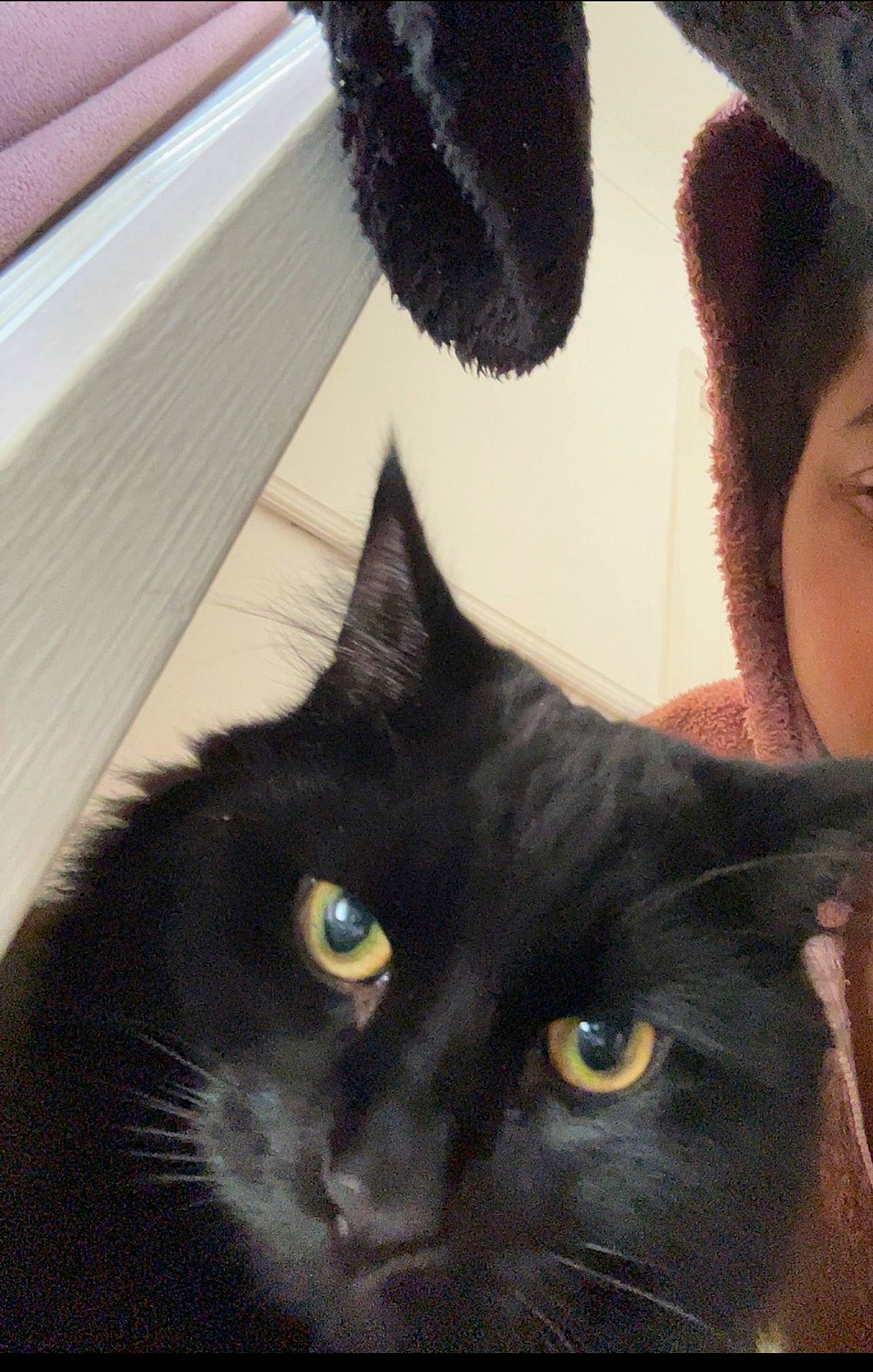 Salem joined the competition — help win amazing prizes! black_cat, bombay, carnivore, cat, domestic_short_haired_cat, ear, felidae, fur, handwriting, iris, small_to_medium_sized_cats, snout, terrestrial_animal, whiskers, white, window