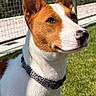 dog, canine, basenji, portrait, outdoor, sunlight, grass, yard, fence, collar, white_fur, brown_fur, pointed_ears, upright_ears, short_hair, sitting, close_up, animal, pet, backyard