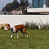 Mambo a rejoint le concours — aidez-le/la à gagner de superbes lots ! dog, pet, lawn, grass, tennis_ball, outdoor, sunlight, modern_house, residential, garden, backyard, landscape, trees, red_roof, white_wall, collar, standing, short_hair, brown_and_white, animal_photography