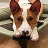 Mambo a rejoint le concours — aidez-le/la à gagner de superbes lots ! dog, puppy, pet, animal, portrait, close_up, lying_down, sitting, paws, ears, brown_and_white, short_hair, black_nose, looking_at_camera, chair, indoor, wooden_floor, home, cozy, cute
