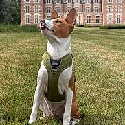 Mambo participe au concours pour gagner de l'argent avec cette photo : dog, basenji, pet, sitting, outdoor, grass, lawn, chateau, mansion, estate, building, architecture, garden, portrait, harness, brown_and_white, pointed_ears, short_hair, blue_sky, daylight