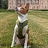 dog, basenji, pet, sitting, outdoor, grass, lawn, chateau, mansion, estate, building, architecture, garden, portrait, harness, brown_and_white, pointed_ears, short_hair, blue_sky, daylight