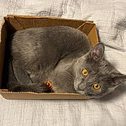 Smokey joined the competition — help win amazing prizes! animal, cardboard_box, cat, cozy, curious, curled_up, cute, domestic_cat, ears, fabric, feline, gray_cat, indoor, pet, resting, small_box, soft_texture, tail, whiskers, yellow_eyes