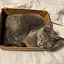 animal, cardboard_box, cat, cozy, curious, curled_up, cute, domestic_cat, ears, fabric, feline, gray_cat, indoor, pet, resting, small_box, soft_texture, tail, whiskers, yellow_eyes