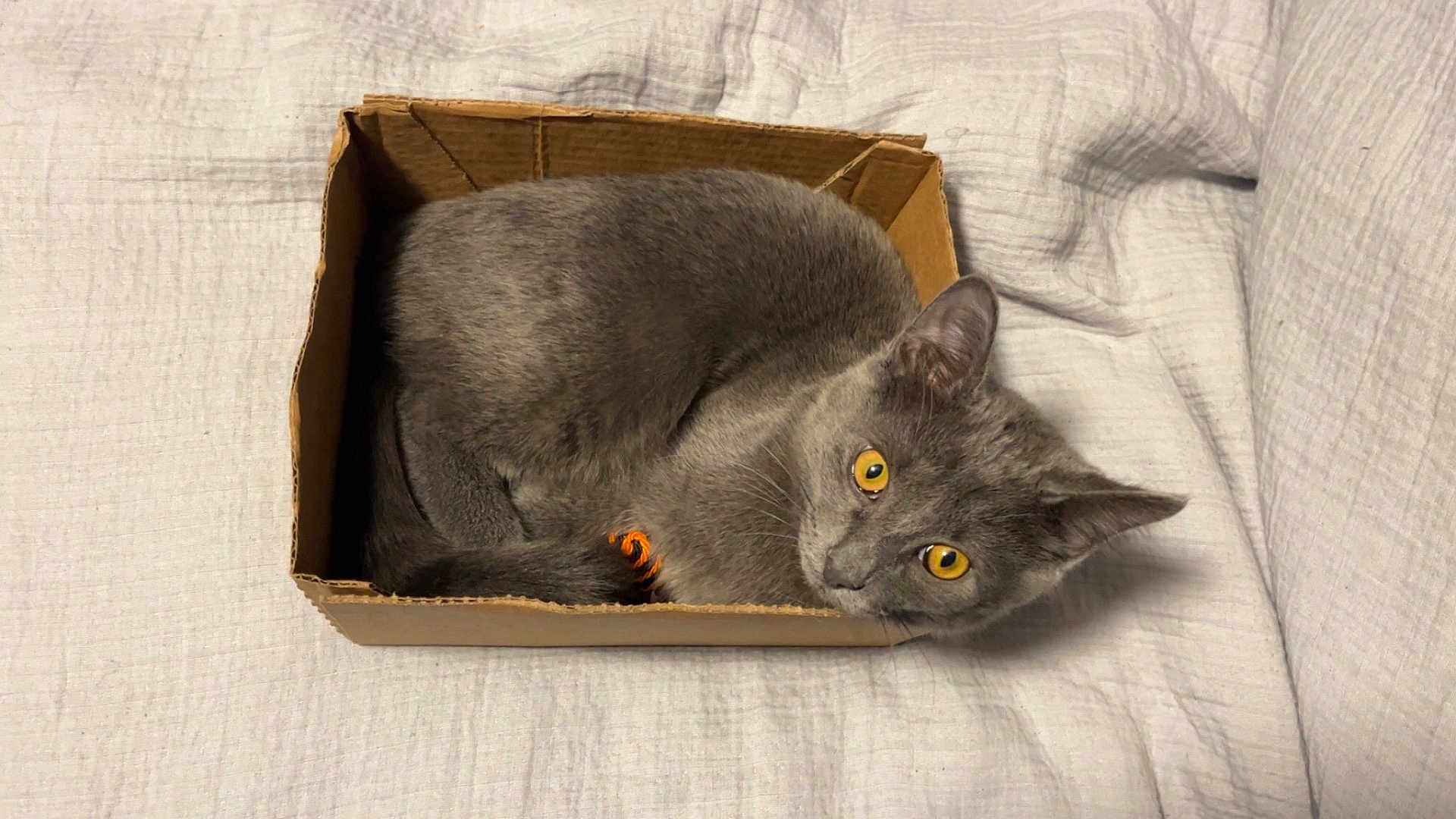 Smokey