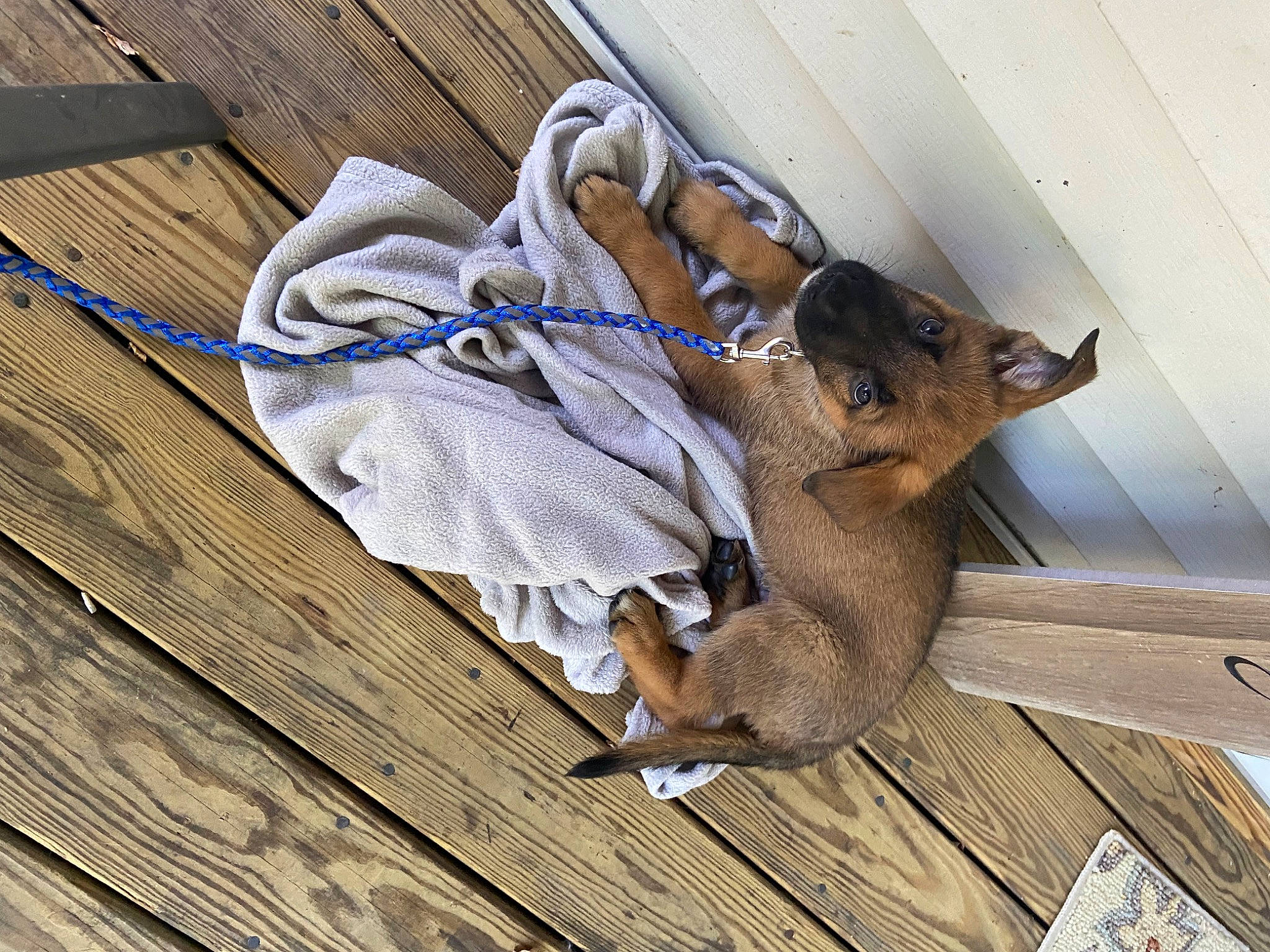 Nas joined the competition — help win amazing prizes! canidae, carnivore, claw, cross_training_shoe, dog, dog_breed, domestic_short_haired_cat, electric_blue, fawn, felidae, flooring, fur, hardwood, small_to_medium_sized_cats, sporting_group, tail, walking_shoe, whiskers, wood, wood_stain