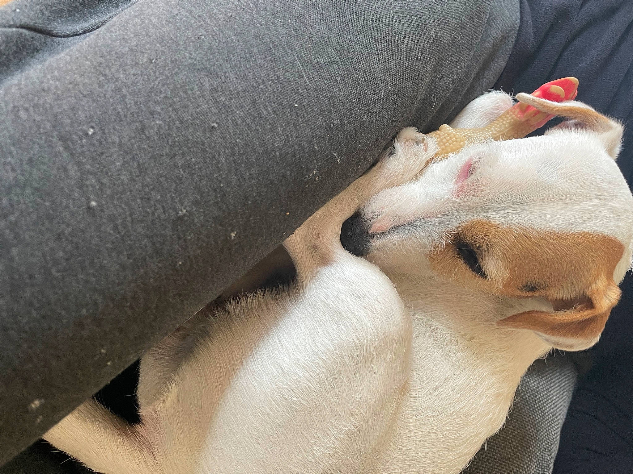 Moka a rejoint le concours — aidez-le/la à gagner de superbes lots ! chest, comfort, companion_dog, dog_breed, eyelash, fawn, felidae, foot, fur, gesture, human_body, human_leg, jaw, knee, leg, nail, paw, snout, whiskers, wrinkle