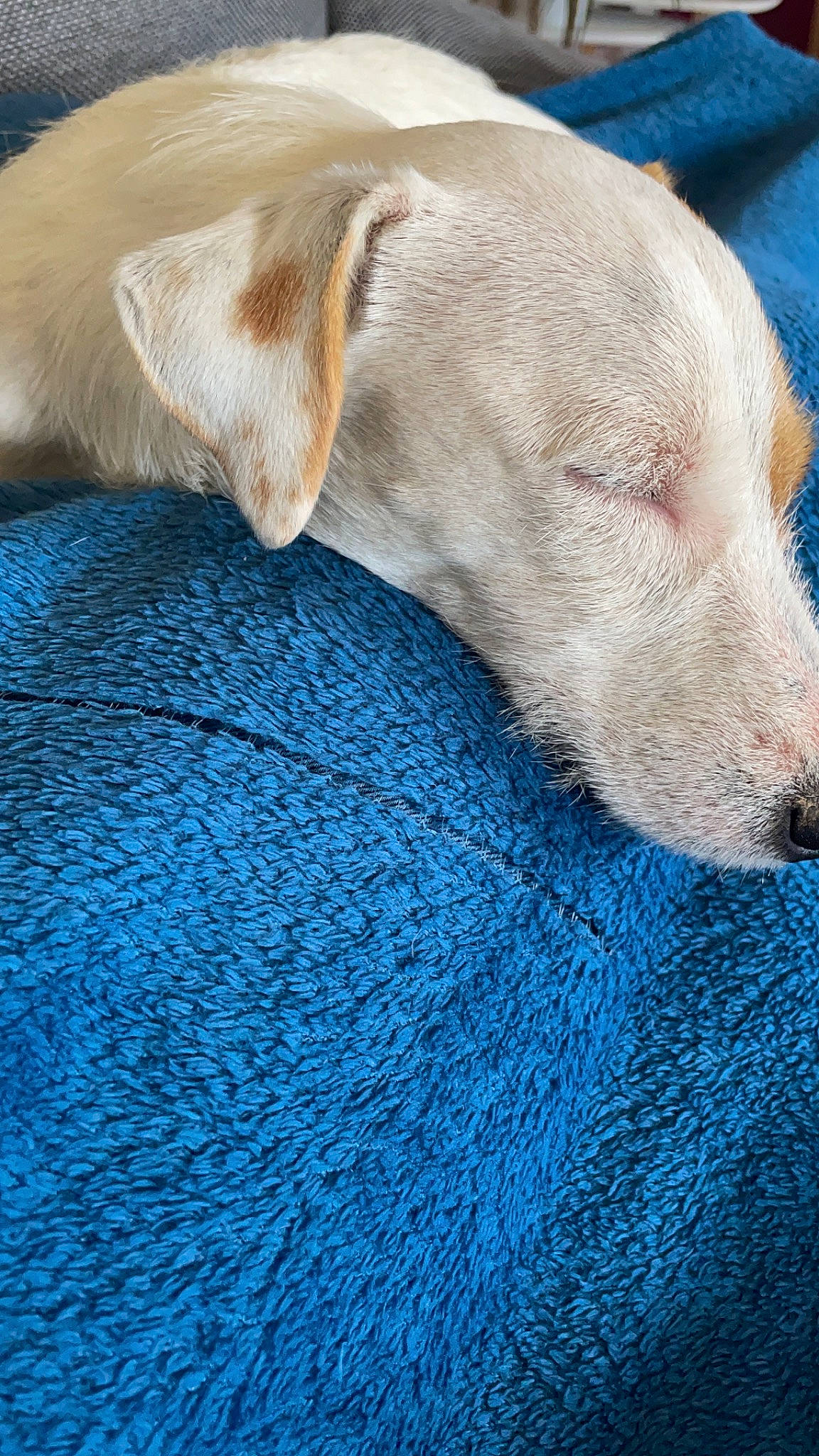 Moka participe au concours pour gagner de l'argent avec cette photo : azure, blue, carnivore, comfort, companion_dog, dog, dog_breed, electric_blue, fawn, fur, labrador_retriever, liver, nap, retriever, sporting_group, tail, terrestrial_animal, whiskers, working_animal, wrinkle