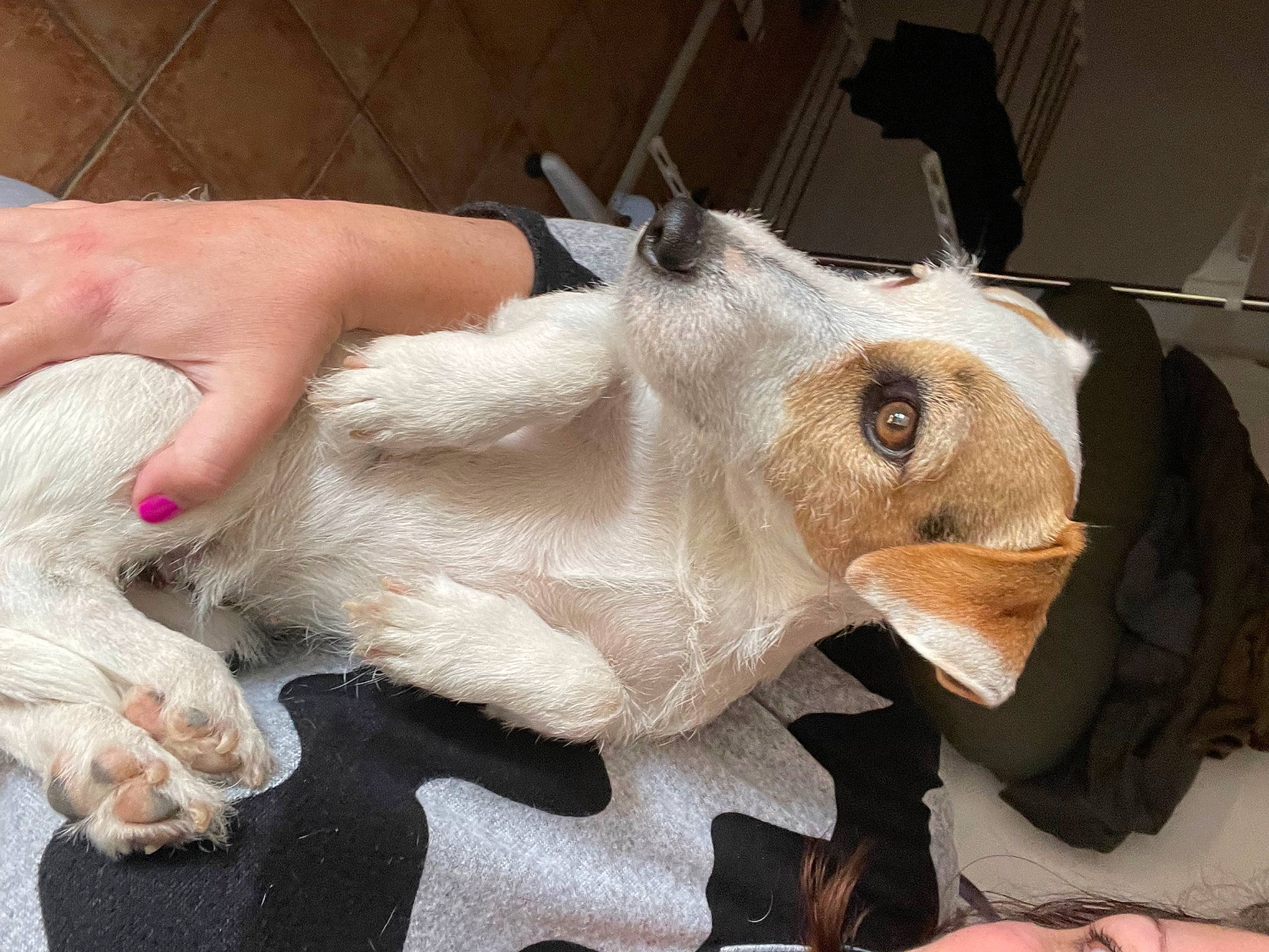 Moka participe au concours pour gagner de l'argent avec cette photo : canidae, ear, eyelash, fawn, feather, fish, fur, gesture, nail, plush, snout, stuffed_toy, thread, toy, whiskers, wing, wool, working_animal, wrinkle, wrist