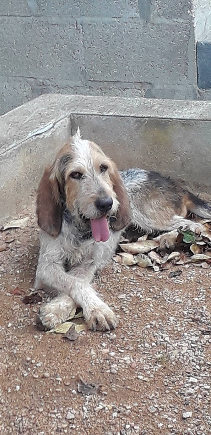 Rocky participe au concours pour gagner de l'argent avec cette photo : canidae, carnivore, companion_dog, dog, dog_breed, fawn, fur, hunting_dog, snout, soil, sporting_group, terrestrial_animal