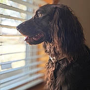 Milo is registered to the contest to win money with this photo: blinds, bokeh, brown_dog, coat, collar, curtain, depth_of_field, dog, fur, home, indoor, long_ears, looking_out, muzzle, pet, portrait, side_view, sunlight, whiskers, window