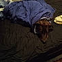 Demon is registered to the contest to win money with this photo: animal, bed, blanket, brown_dog, comfort, cozy, dog, domestic_animal, fabric, fur, fur_head, home, indoor, peaceful, pet, quiet, relaxation, resting, sleeping, tucked_in