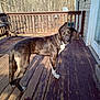animal, brown, chair, collar, daylight, deck, dog, fence, house, looking, nature, outdoor, pet, porch, side_view, standing, sunlight, trees, white_paws, wooden_floor