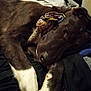 Demon is registered to the contest to win money with this photo: animal, blanket, brown_fur, canine, closeup, cozy, dog, domestic, fur, home, indoor, laundry_basket, paw, pet, relaxed, resting, rope_toy, sleeping, toy, white_paws