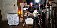 Demon is registered to the contest to win money with this photo: blanket, chair, clock, cup, dark, dog, fan, flash, furniture, household, indoor, lighting, metal_crate, office_chair, pet, relaxing, room, television, wall_clock, wooden_floor
