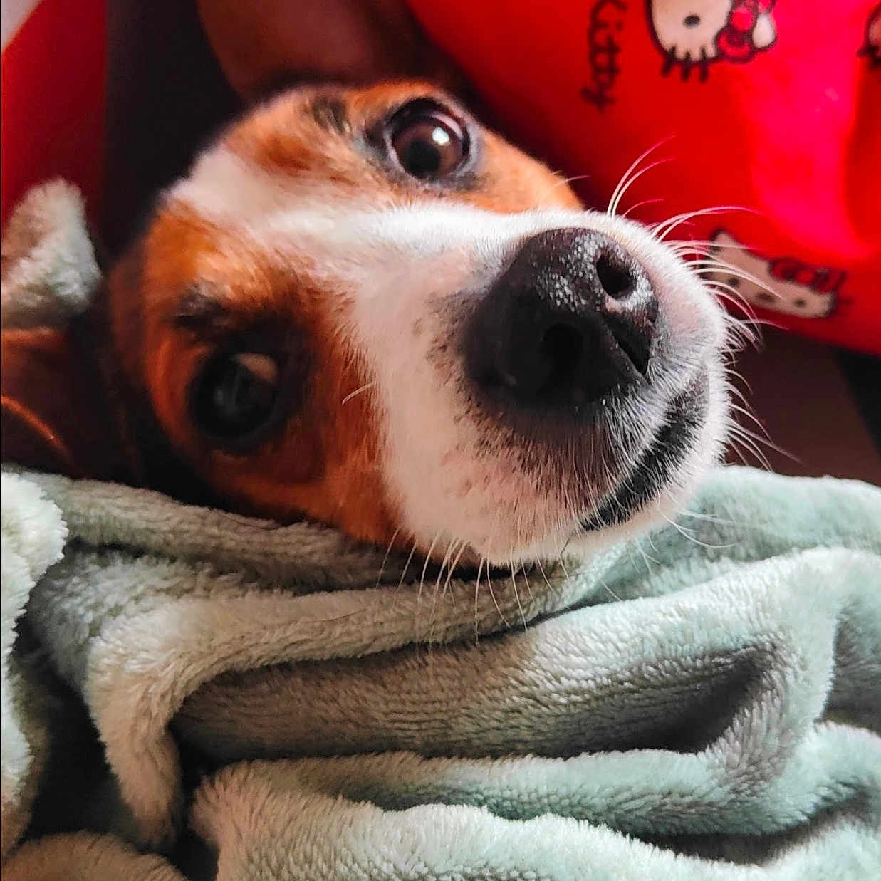 Masca participe au concours pour gagner de l'argent avec cette photo : animal, black, blanket, brown, close_up, cozy, cute, dog, face, fur, hello_kitty, indoor, nose, pet, pillow, resting, snuggled, soft, whiskers, white