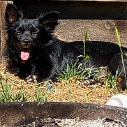 Tatertot is registered to the contest to win money with this photo: puppy, dog, black_dog, tongue, outdoor, wooden_shelter, wood, grass, dirt, rustic, animal, pet, lying_down, sitting, happy, playful, fluffy, baseball, nature, portrait