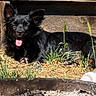 puppy, dog, black_dog, tongue, outdoor, wooden_shelter, wood, grass, dirt, rustic, animal, pet, lying_down, sitting, happy, playful, fluffy, baseball, nature, portrait
