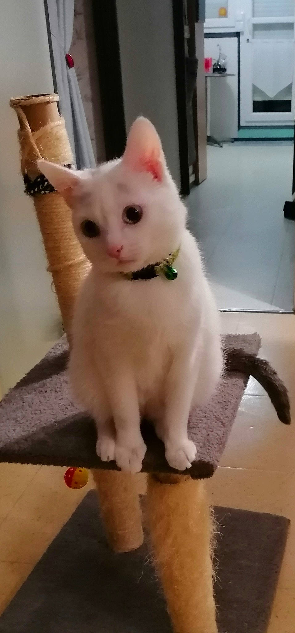 Elsa a rejoint le concours — aidez-le/la à gagner de superbes lots ! carnivore, cat, collar, domestic_short_haired_cat, eye, fawn, felidae, flooring, fur, head, paw, pet_supply, small_to_medium_sized_cats, snout, tail, thai, watch, whiskers, wood