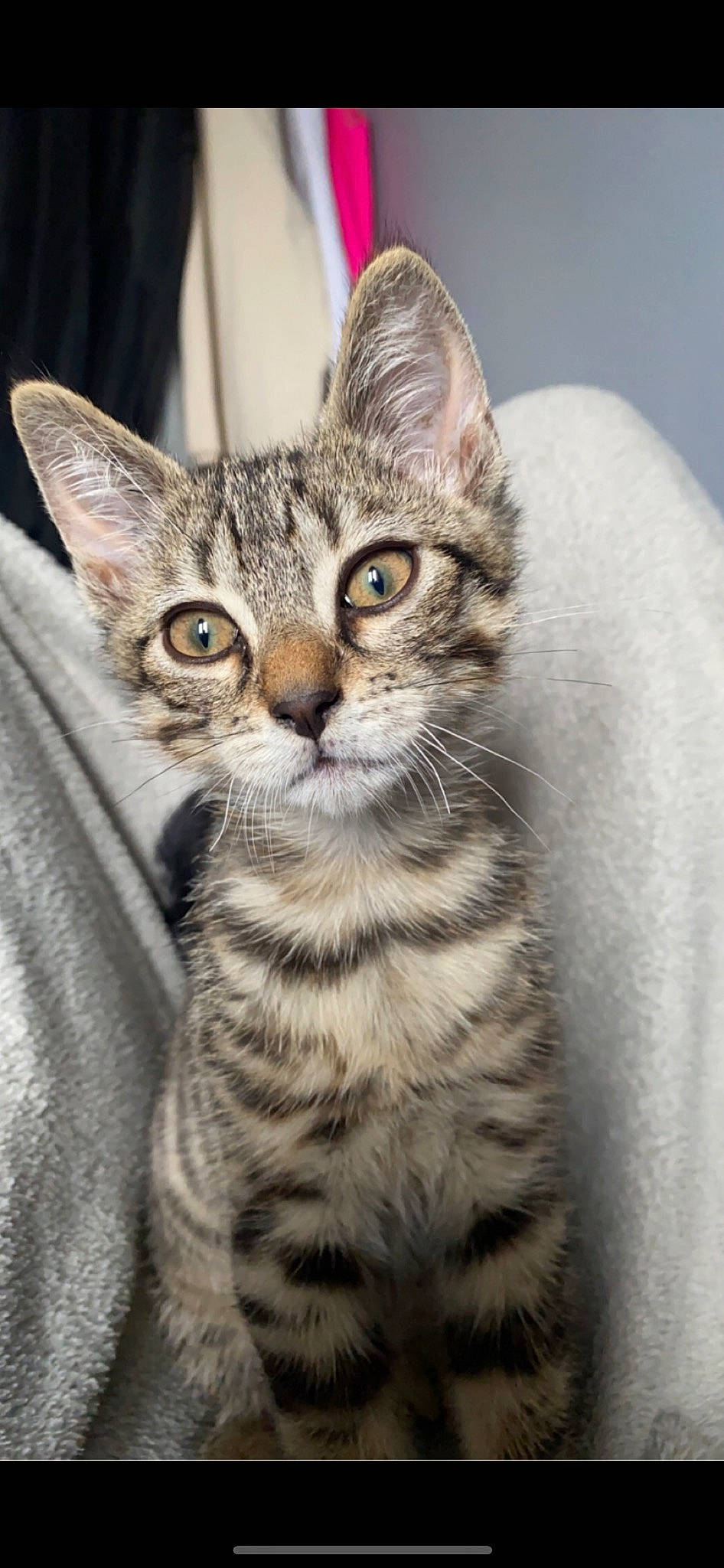 Sushi participe au concours pour gagner de l'argent avec cette photo : carnivore, cat, domestic_short_haired_cat, felidae, fur, paw, small_to_medium_sized_cats, snout, terrestrial_animal, whiskers, wildlife