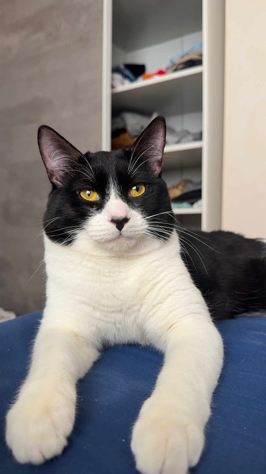 Oreo a rejoint le concours — aidez-le/la à gagner de superbes lots ! cat, tuxedo_cat, yellow_eyes, white_paws, black_and_white_fur, lying_down, close_up, indoor, furniture, bedroom, shelf, clothing, domestic_animal, pet, whiskers, ears, face, fur, relaxed, animal