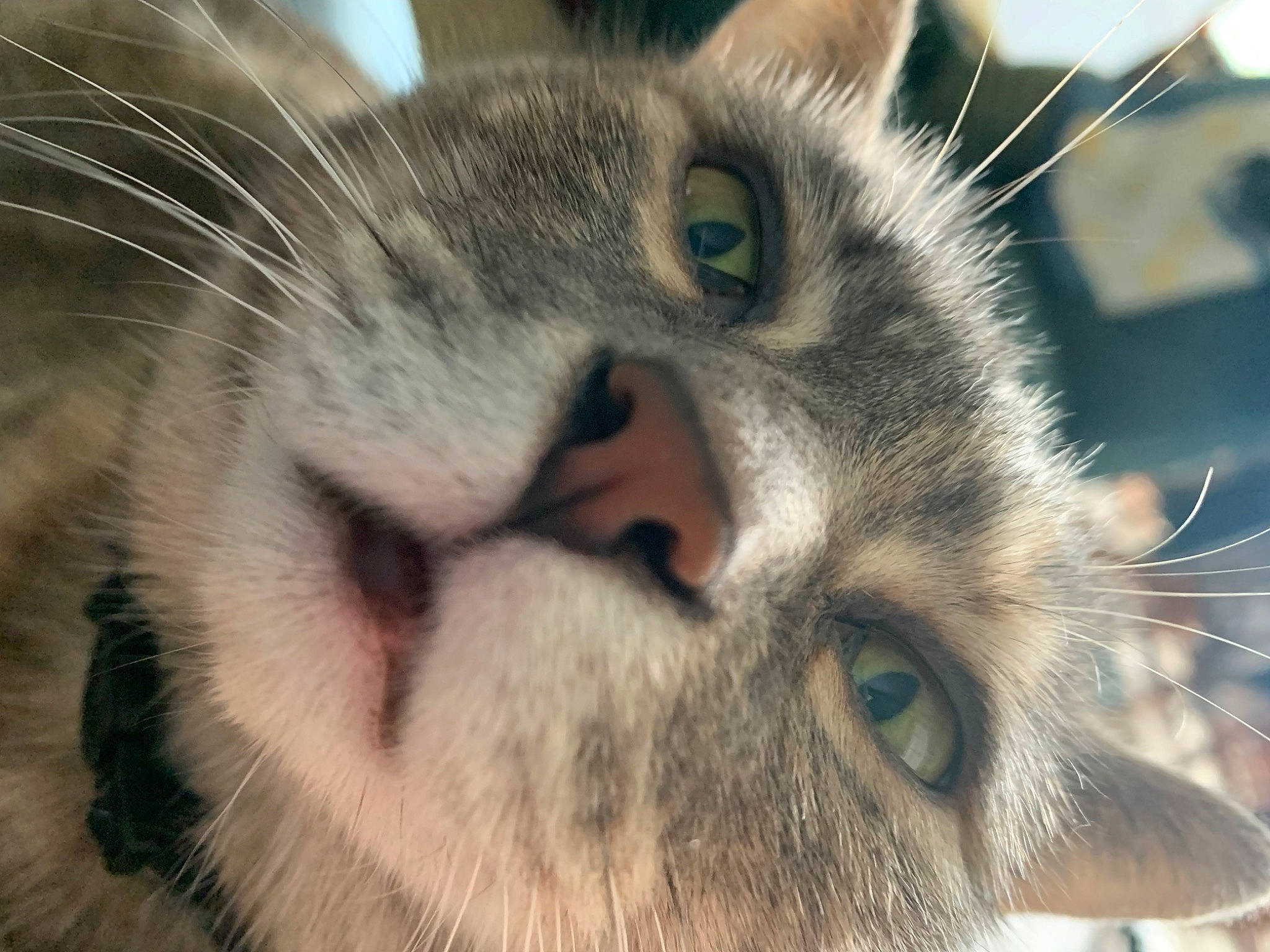 Amelia