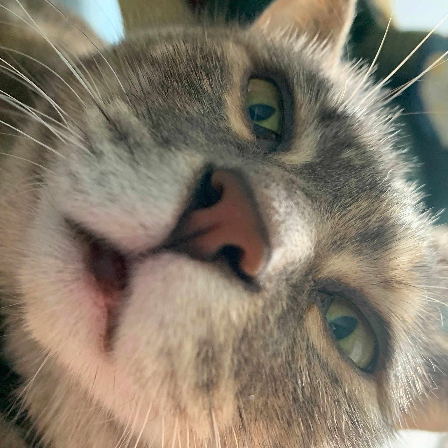 Amelia