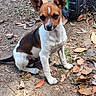 alert, animal, backyard, brown_and_white, dirt, dog, fallen_leaves, ground, large_ears, looking_at_camera, nature, outdoors, pet, pointy_ears, portrait, puppy, short_hair, sitting, small_dog, wheel