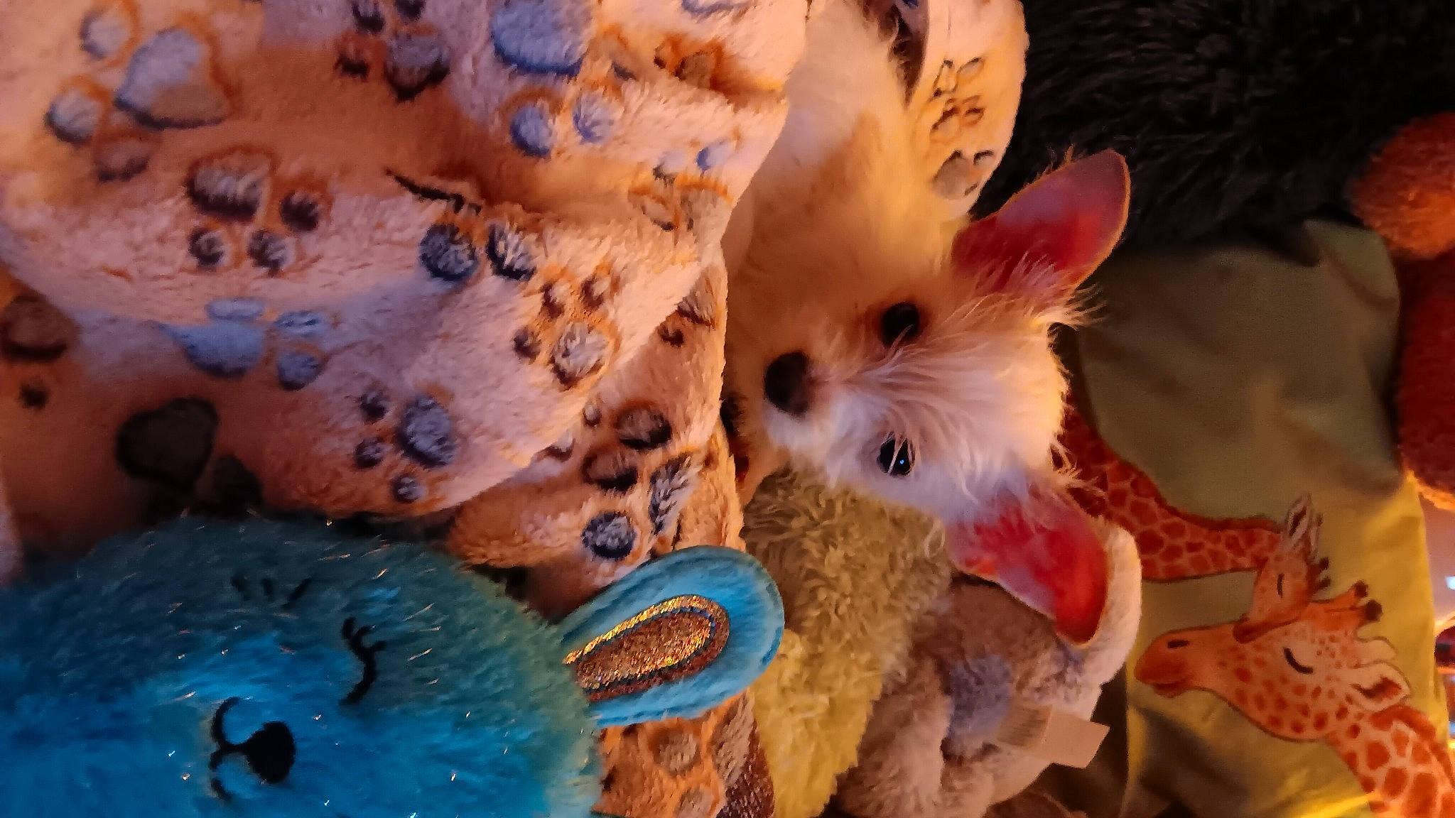 Jay Jay is registered to the contest to win money with this photo: carnivore, companion_dog, dog_breed, electric_blue, event, fashion_accessory, fawn, feather, felidae, fictional_character, fox, fur, organism, peach, plush, recreation, stuffed_toy, toy, toy_dog, whiskers