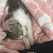 Coco Chanel joined the competition — help win amazing prizes! adorable, animal, blanket, cat, closeup, comfort, cozy, cute, fur, indoor, kitten, logo, nap, paw, pet, pink, resting, sleeping, soft, textile