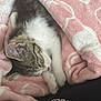 adorable, animal, blanket, cat, closeup, comfort, cozy, cute, fur, indoor, kitten, logo, nap, paw, pet, pink, resting, sleeping, soft, textile