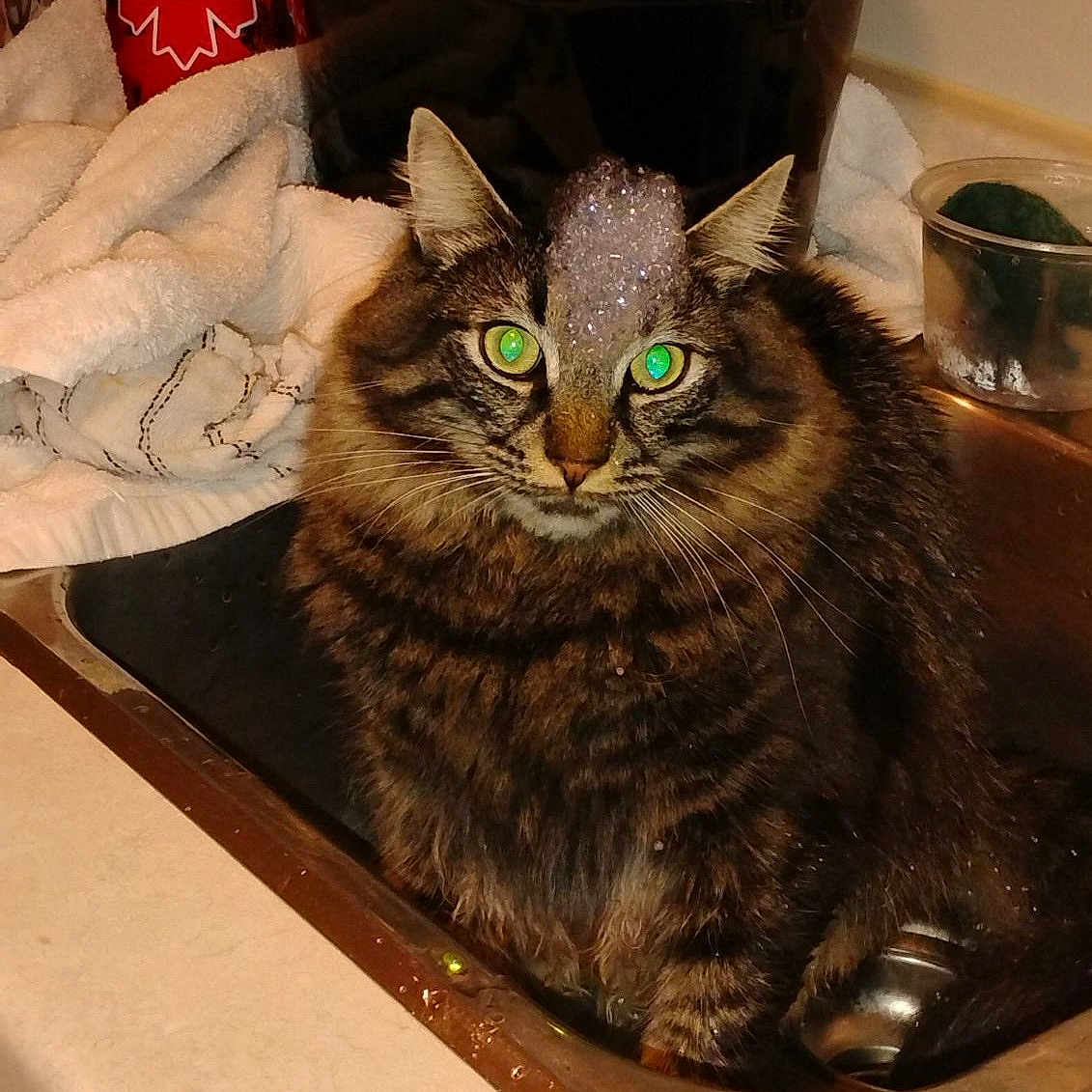 Junior joined the competition — help win amazing prizes! animal, beverage, can, cat, coke, face, food, head, kitten, manx, meal, person, pet, photography, plant, portrait, pottedplant, sink, sinkfaucet, tin