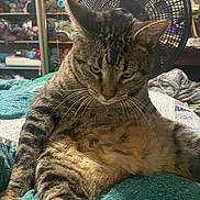Tig is registered to the contest to win money with this photo: cat, tabby, feline, pet, indoor, quilt, fan, yarn, sitting, relaxed, fur, whiskers, bedroom, shelf, knitting, cozy, striped, animal, domestic, cute