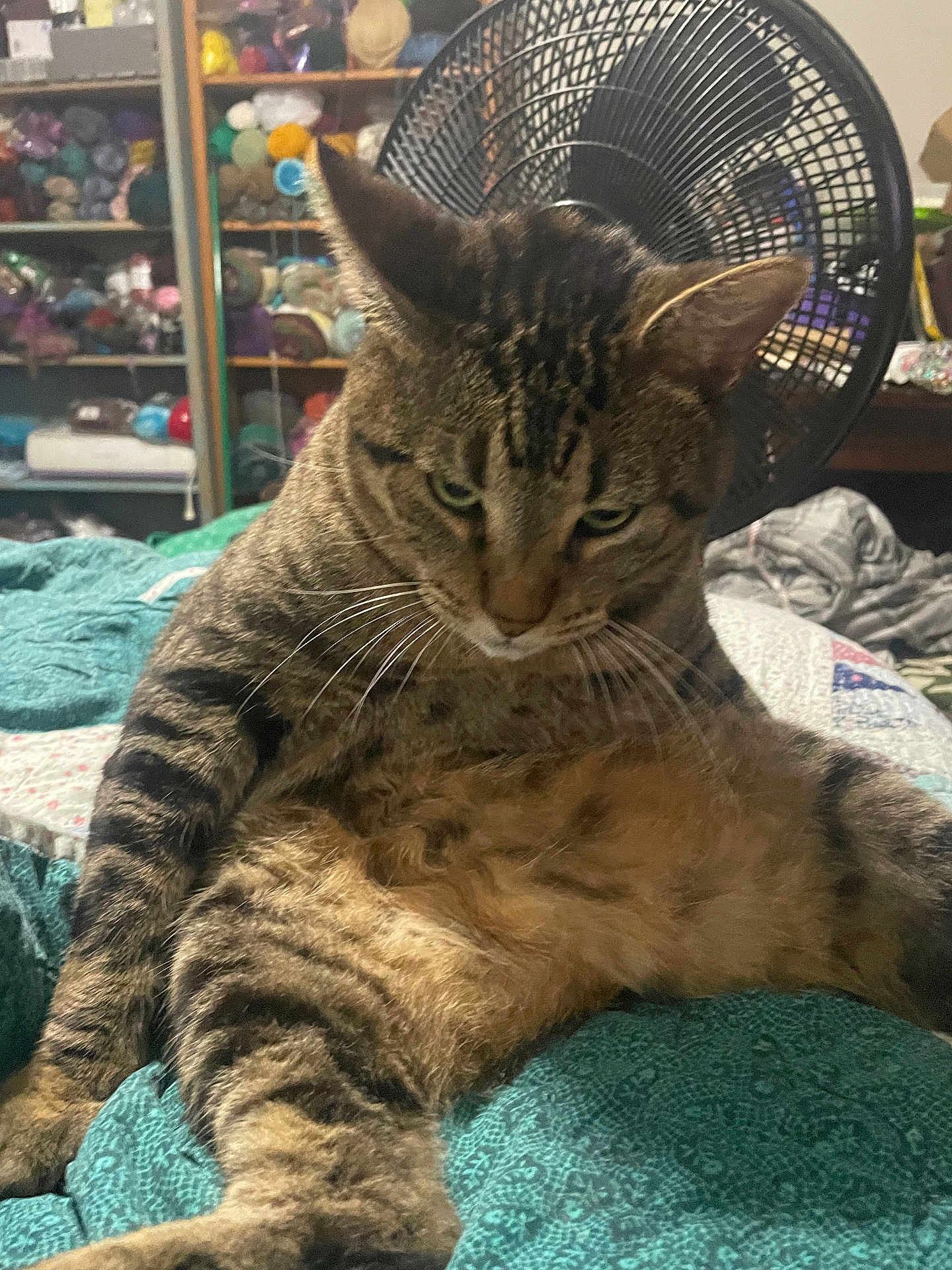 Tig