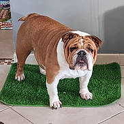 Pink participe au concours pour gagner de l'argent avec cette photo : bulldog, dog, pet, indoor, mat, green_mat, floor_tile, board_games, animal, brown, white, short_hair, curious, standing, paw, ears, face, tongue, companion, domestic