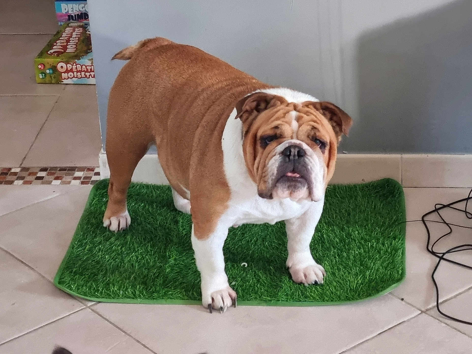 Pink participe au concours pour gagner de l'argent avec cette photo : bulldog, dog, pet, indoor, mat, green_mat, floor_tile, board_games, animal, brown, white, short_hair, curious, standing, paw, ears, face, tongue, companion, domestic