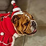 Pink a rejoint le concours — aidez-le/la à gagner de superbes lots ! bulldog, dog, pet, animal, christmas_costume, santa_hat, red_clothing, indoor, tile_floor, festive, wrinkled_face, tongue_out, cute, holiday, seasonal, costume, mammal, domestic_animal, portrait, side_view