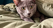 Cameron joined the competition — help win amazing prizes! cat, gray_cat, animal, pet, feline, golden_eyes, pointed_ears, whiskers, fur, portrait, closeup, bed, blanket, bedding, bedroom, cozy, indoors, relaxing, sleeping_area, photography