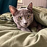 cat, gray_cat, animal, pet, feline, golden_eyes, pointed_ears, whiskers, fur, portrait, closeup, bed, blanket, bedding, bedroom, cozy, indoors, relaxing, sleeping_area, photography