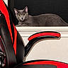 Cameron is registered to the contest to win money with this photo: cat, gray_cat, pet, animal, window, indoors, gaming_chair, office_chair, red, black, furniture, sitting, lying_down, portrait, close_up, yellow_eyes, alert, home, indoor, photography