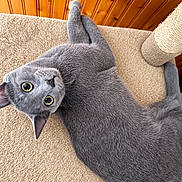 Cameron joined the competition — help win amazing prizes! cat, gray_cat, golden_eyes, pet, feline, upside_down, lying_down, cat_tree, scratching_post, carpet, wooden_ceiling, indoor, home, close_up, portrait, cute, relaxed, playful, animal, fur